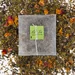 Lili’s Tea Groene thee Munt en Rozenblaadjes 